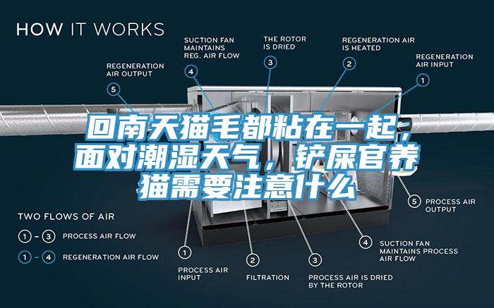 回南天貓毛都粘在一起，面對潮濕天氣，鏟屎官養(yǎng)貓需要注意什么